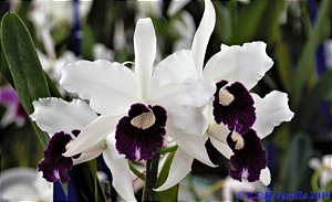 -PROMO- Laelia Purpurata Roxo Violeta - Adulta 419