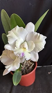 Cattleya Dolosa Semi Alba 'Kenny' - Adulta