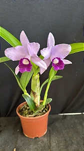 Cattleya Blue Boy 'Indigo Blue' - Adulta