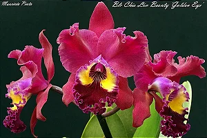 Blc. Chia Lin Beauty 'Golden Eye' - Adulta