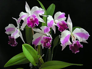 Lc. Excelsior "The Globe" FCC/RHS - Adulta
