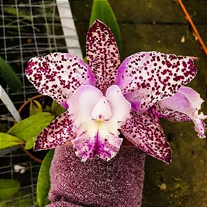 Cattleya Marie Haga 'Freckles' - Adulta