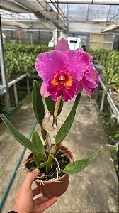 Blc. (Horace Maxima x Rolf Altenburg) - Adulta
