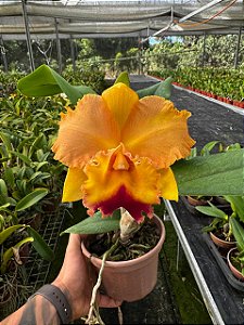 Blc. (Chyong Guu Chaffinch x Queen of Carnival) - Adulta