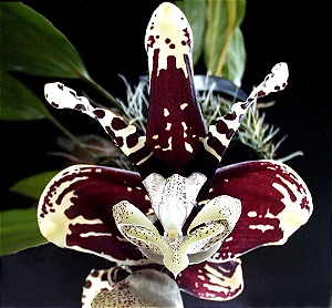 Stanhopea Tigrina Nigroviolacea - Adulta (Nao Confirmada)