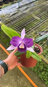Lc. Nobile's Blue Sky - Adulta