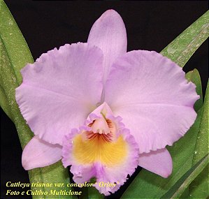 Cattleya Trianae Concolor 'Orion' - Adulta
