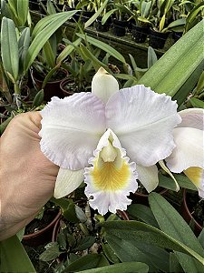 Cattleya Trianae Concolor 'Orion' - Adulta