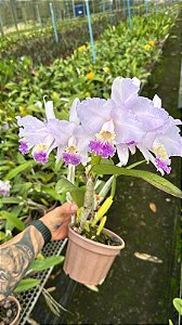Cattleya Lueddemanniana Coerulea 5 - 2 Frentes com Flores (Otima Forma)