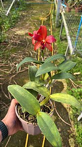 Cattleya (Chocolate Drop x Lemon Tree) 2 - Florida (Antiga)