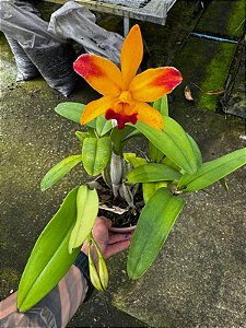 Lc. Tropical Trick 'Yellow' - Florida + 2 Frentes com Botoes