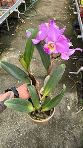 Blc. (William Farrel x Mini Song Petite) 1 - Cacho de Flores + Espata com Botao