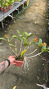 Cattleya Aurantiaca Mishima Spots 2 -4  Frentes com Flores
