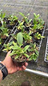 Cattleya Julio Conceicao - Tamanho 3