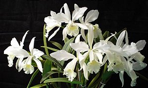 Cattleya Julio Conceicao - Tamanho 3