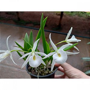 Bc. Katie's Star - Adulta - Sementeira (Brassavola Nodosa x Laelia Alaori