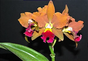 Pot. Egyptian Queen 3 - Vegetal
