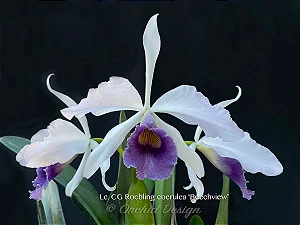 Cattleya Gaskeliana Coerulea x Purpurata Werkhauseri Coerulea 1 - Vegetal