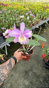 Cattleya (Loddigesii x Suzuki's Yellow Flare) 2 - 2 Flores