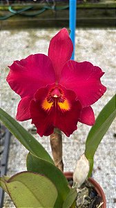 Blc. (Exotic Dream x Chia Lin) Red 3 - Vegetal