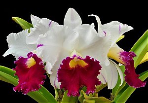Lc. Chyong Guu Swan 'Ruby Lip' 1 - Vegetal 2 Brotacoes