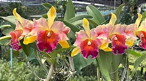 Blc. Amazing Thailand 'Gold Star' 1 - 2 Espatas com botoes