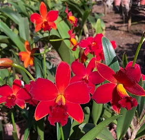 Cattleya Orquidaceas Primeiro Amor 5 - 2 Frentes com Botoes