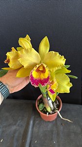 Blc. (Suzuki's Yellow Flare x Mirian Suzuki Rotunda) - 3 Flores Gigantes