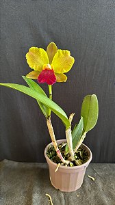 Blc. Red Gold 3 - Florida