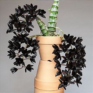 Fredclarkeara After Dark 'Black Pearl' - Muitos Bulbos + Brotacao Nova (Limitado)