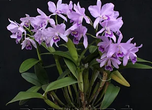 Cattleya Portia Coerulea 'Baronesa' - Cuia (Poucas Unidades)
