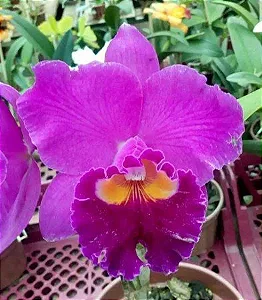 Blc. Bonim 'Suzuki' - 3 Brotacoes
