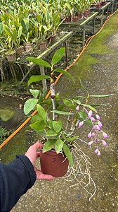 Dendrobium Rosy Cluster 3 - Haste Floral + Vaso Cheio (Sensivel ao transporte)