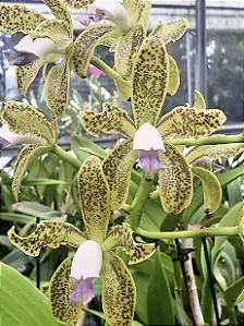 Cattleya Guttata Coerulea 1 - Espata com botao