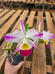 Cattleya Eldorado 'Fantasia' 5 - Brotacoes + Vaso Cheio