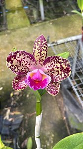 Blc. Durigan Gemini 3 - 5 Botoes