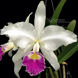 Cattleya Gigas Semi Alba Atropurpurea xself 2 - Espata floral (sementeira)