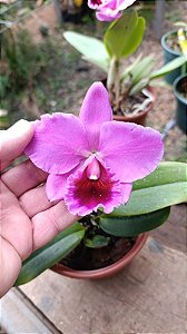 Cattleya (Aloha Case 'Ching Hua' x Percivaliana 'Carla Porto') 3 - Brotacao (Sementeira)