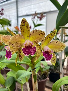 Blc. Durigan Phoenix 2 - Espata (Vegetal Recuperado)