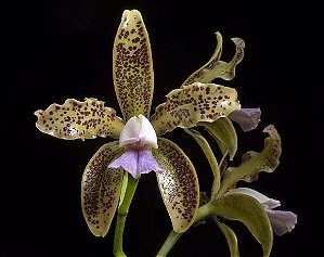 Cattleya Guttata Coerulea 5 - Espata + Vaso Cheio
