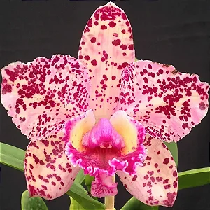 Blc. Durigan Aquarius 5 - 2 Botoes