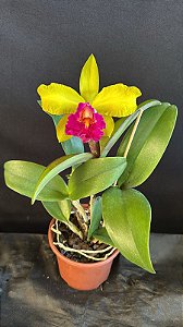 Blc. (Schilleriana x Chunyeah 17) - Florida