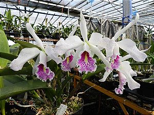 Cattleya Maxima Semi Alba x self 2 - 2 Frentes com Botoes (Sementeira)