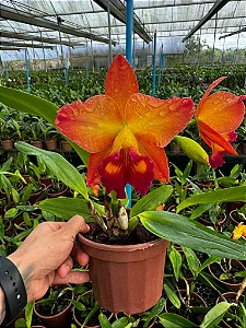Blc. Little Toshie H&R - Espata com botao