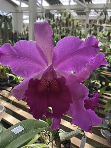 Cattleya (Excellency Gold x Gigas) 3 - 2 Espatas + Vaso Cheio (Sementeira)