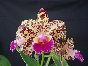 Blc. Durigan Gemini 11 - Botoes
