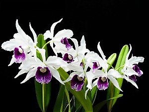 Laelia Purpurata Roxo Violeta 2 - Vaso Gigante com Espata (Botao)