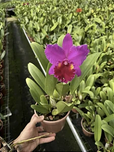 Blc. Herons Roon 'Grapeland' - Espata + Vaso Cheio