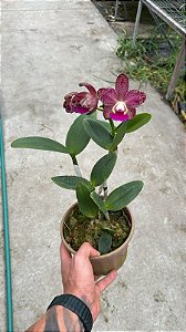 Blc. Durigan Crater 1 - 3 Flores (Boa Forma)