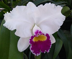 Cattleya Mishima Flash - 2 Espatas + Brotacoes + Vaso Cheio